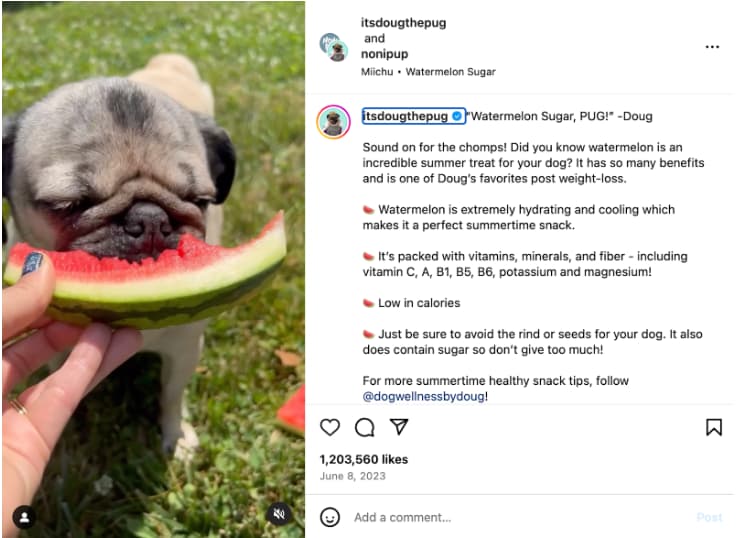 influencer in the pet market doug the pug